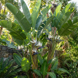 2 White Bird Live Plants, Tropical Plant, 4-6 Inch Tall