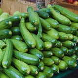 2 Green Zucchini Live Plants, Vegetable Seedling, 4-8 Inch Tall