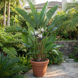 2 White Bird Live Plants, Tropical Plant, 4-6 Inch Tall