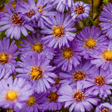 Lilac Blue Aster Live Plant, Aster Plant 3-5 Inch Tall, Purple Blue Flower