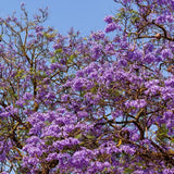 Purple Jacaranda Tree Live Plant, 4-6 Inch Tall, 4 Inch Pot