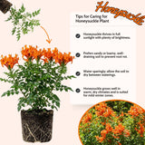 Live Orange Honeysuckle Plant, 6-10 InchTall