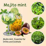 6 Mojito Mint Plants Live, Fragrant Culinary Herb, 3-6 Inch Tall