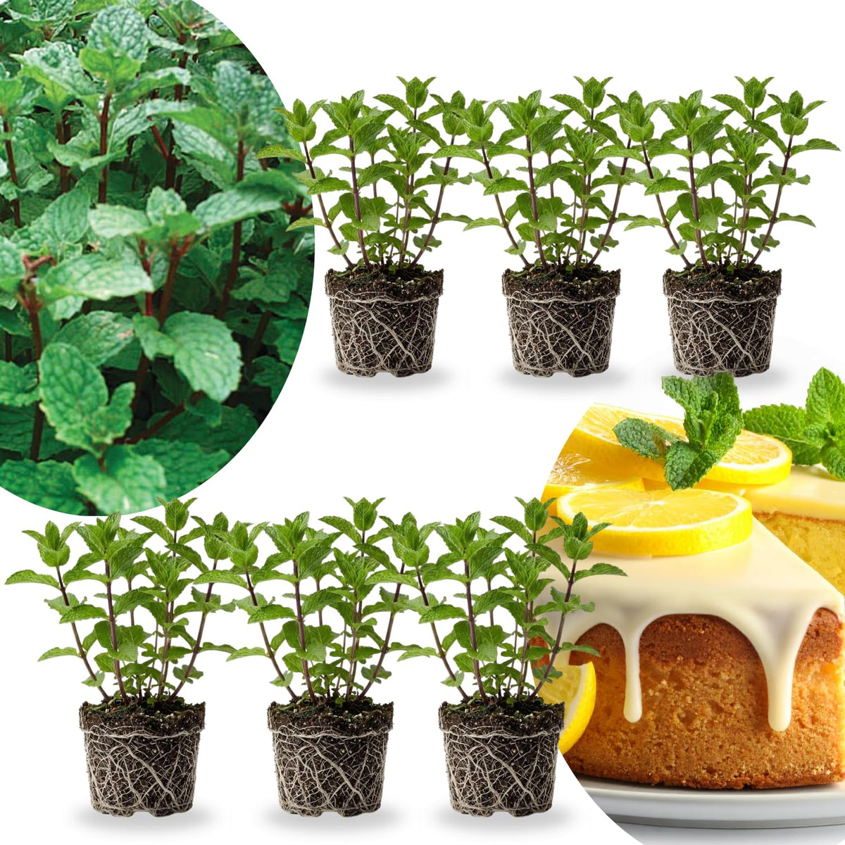 6 Mojito Mint Plants Live, Fragrant Culinary Herb, 3-6 Inch Tall