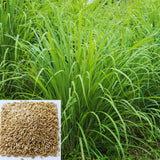 600 Lemongrass Seeds for Planting, Starter Plant