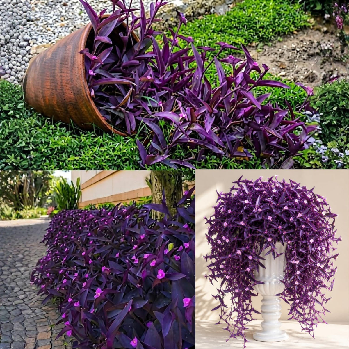 2 Purple Live Wandering Jew Plants, Tropical Houseplant, 4-8 Inch Tall