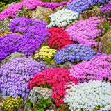 2 Random Creeping Phlox Live Plants, 5-9 Inch Tall
