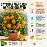 Grafted Satsuma Citrus Tree, Mandarin Orange TRE, 2-3 Ft Tall