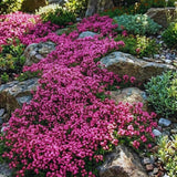 300 Pink Creeping Thyme Seeds for Planting, Live Starter Plant