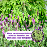 2 Spanish Lavender Live Plants, Garden Plant, 4-7 Inch Tall