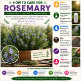 Blue Rosemary Live Plant, Rosemary Herb, 3-5 Inch Tall