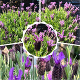 2 Spanish Lavender Live Plants, Garden Plant, 4-7 Inch Tall