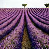 2 Provence Lavender Plants, Lavender Plants Live, 4-8 Inch Tall