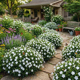 6 White Petunia Plants Live, Patio Container Plant, 5-7 Inch Tall