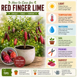 Red Finger Lime Live Plant, Hardy Garden Plant, 1-2 Ft Tall, Gallon Pot