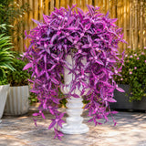 2 Variegated Wandering Jew Plants Live, Potted Houseplant, 4-8 Inch Tall