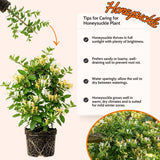White Yellow Honeysuckle Plant 6-10" Tall in 4 Inch Pot