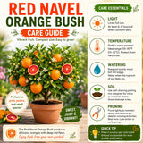 Red Navel Orange Fruit Tree Live, Citrus Plant, 1-2 Ft Tall, Gallon Pot