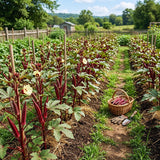 2 Red Okra Plants Live, Backyard Garden Seedling, 5 Inch Tall