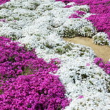 2 Random Creeping Phlox Live Plants, 5-9 Inch Tall