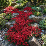2000 Heirloom Red Creeping Thyme Seeds, Starter Plant