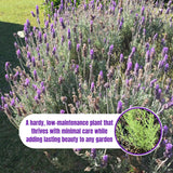 2 Creek Live Lavender Plants, Live Starter Plant, 4-7 Inch Tall