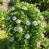 2 Blue Live Passion Flower Plants, Ready to Grow Plant, 4-7 Inch Tall