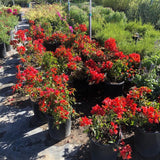 2 Red Orange Bougainvillea Live Plants, Indoor Outdoor Plant, 5-7 Inch Tall
