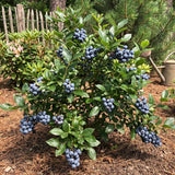 2 Legacy Blueberry Bush Live Plant, Edible Fruit Plant, 4-6 Inch Tall