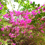 Pink Bougainvillea Plant Live, Patio Flower Vine, 4-6 Inch Tall, 4" Pot