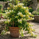 White Yellow Honeysuckle Plant 6-10" Tall in 4 Inch Pot