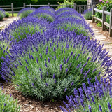 2 Lavender Plants Live, Well-Rooted Perennial Plant, 4-6 Inch Tall