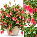 Rare Pink Fuchsia Plant Live in 5'' Pot, Hanging Fuchsia Flowers Bush Shrub for Hanging Basket, Hardy Indoor Outdoor Flowering Plant, 4–8 Inch Tall Starter Plants
