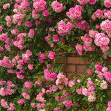 Small Hot Pink Climbing Rose Live Plant, Rose Bush 4-7 Inches in Tall