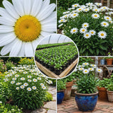 White Daisy Live Plant, Patio Container Flower, 3 Inch Pot