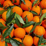 Orange Fruit Tree Plant, Sweet Citrus Plant, 1-2 Ft in Gallon Pot