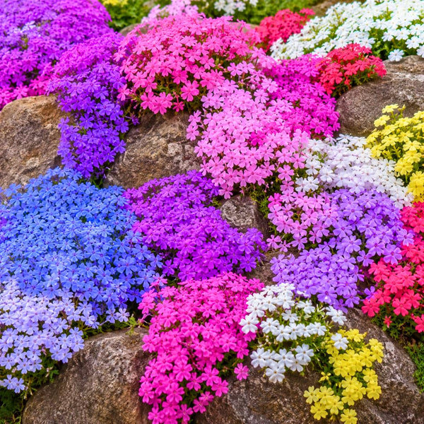 2 Random Creeping Phlox Live Plants, 5-9 Inch Tall