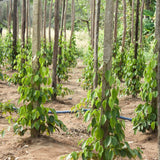 Black Pepper Plant Live, Piper Nigrum, 4 to 6 Inches Tall, No Pot, Tropical Pepper Vine for Gardens, Patios, and Containers