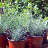 2 Blue Fescue Grass Plants Live, Hardy Ornamental Grass, 4-8 Inch Tall