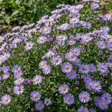 Lilac Aster Plant, Live Blue Aster Perennial Plant, 3-5'' Tall