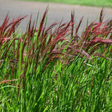 2 Red Live Fountain Grass Plants, Ready to Grow Plant, 4-6 Inch Tall
