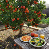 Red Navel Orange Tree, Grafted Citrus Plant, 2-3 Ft Tall, 1 Gallon Pot