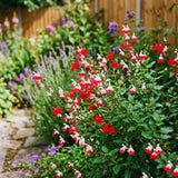 3 Red White Sage Plants Live, 5 Inch Tall