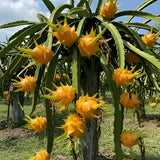 3 Yellow Dragon Fruit Plants Live, Fast Growing Fruit Cactus, 3-6 Inch Tall