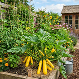 2 Yellow Zucchini Plants Live, 4-8 Inch Tall