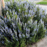 3 Live Rosemary Herb Plants 4-6" Tall