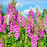 6 Pink Foxglove Live Plants, 2-6 Inch Tall, 3 Inch Pot