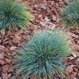 2 Blue Fescue Grass Plants Live, Hardy Ornamental Grass, 4-8 Inch Tall