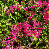6 Live Mexican Creeper Plants, Flower Vine, 4-6 Inch Tall