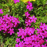 300 Pink Creeping Thyme Seeds for Planting, Live Starter Plant